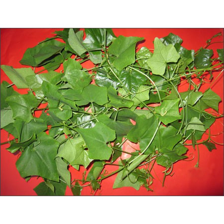 Dây bình bát làm giống 10 dây