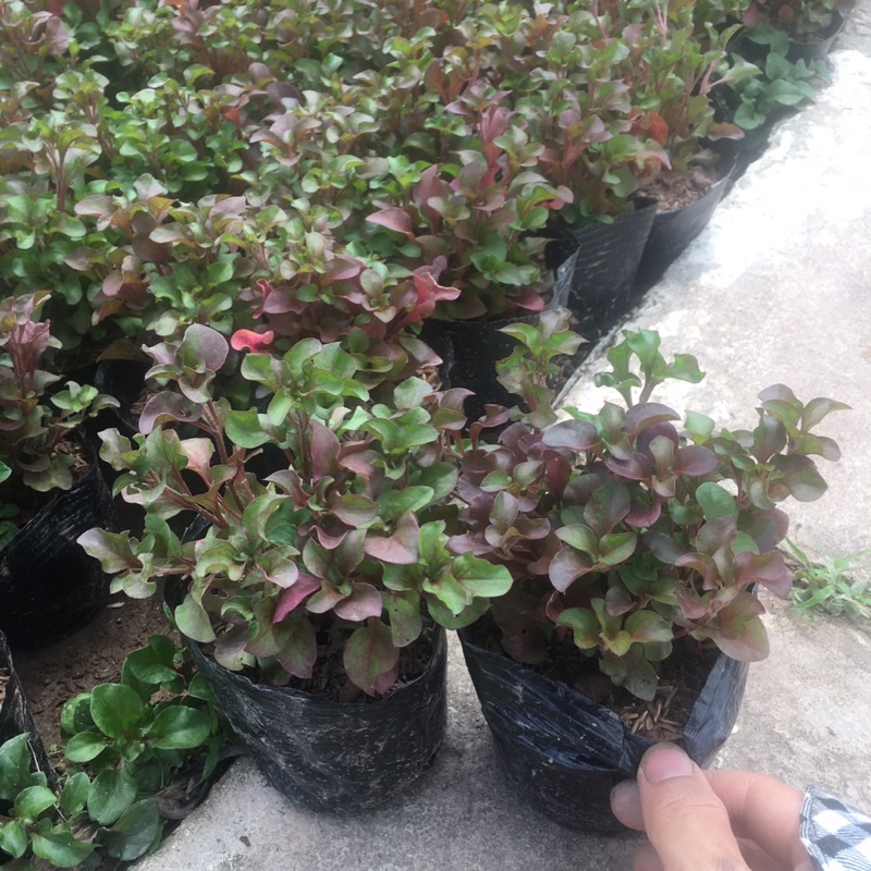 Cây Diệu Đỏ (Điệu Kỷ Đỏ) 