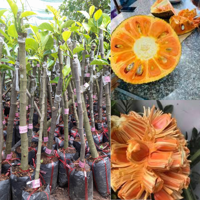 Giống Mít Ruột Đỏ Sơ Đỏ-Cây Ăn Trái+Tặng kèm phân bón