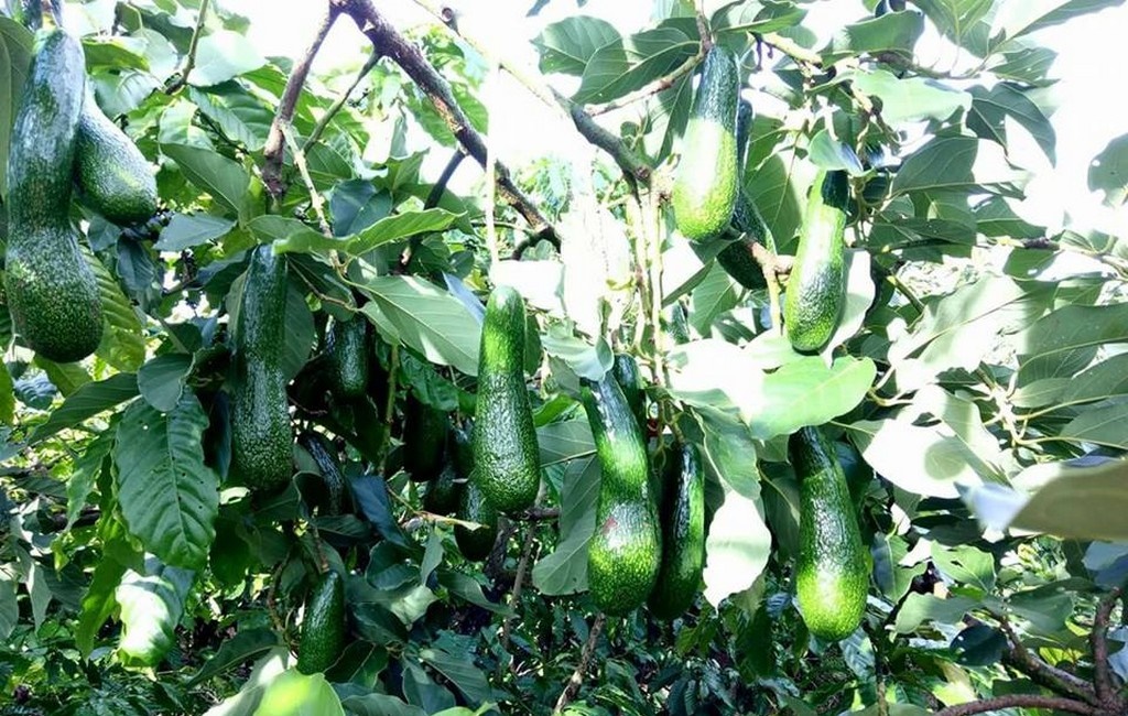 CÂY GIỐNG BƠ SÁP 034