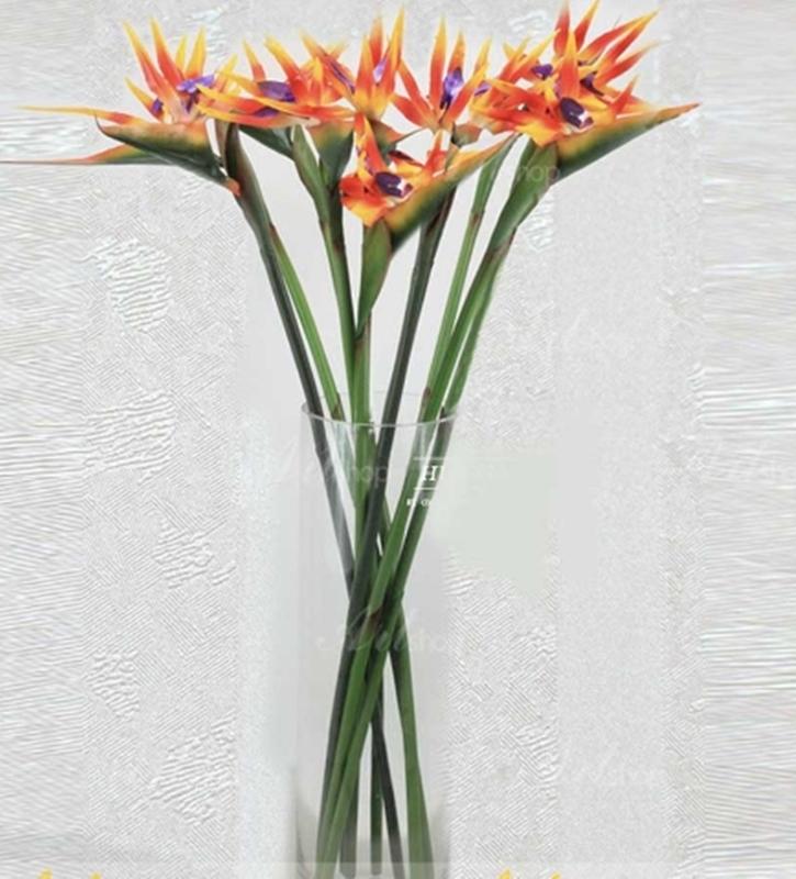 Combo 1 gói Hạt giống hoa Thiên điểu 1 gói kích nảy mầm, 1 gói phân bón nảy chồi ra lá