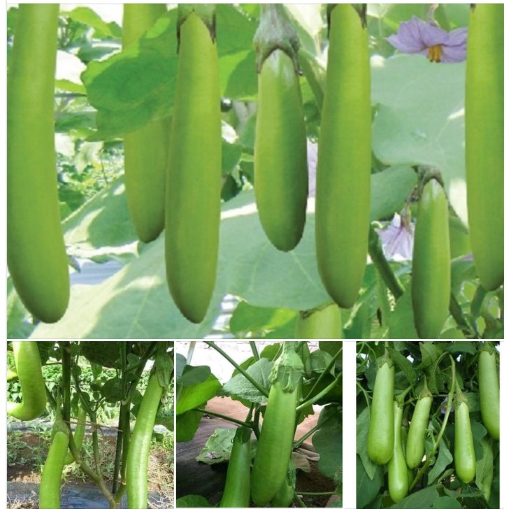 Hạt giống cà xanh dài lai-gói 2gram