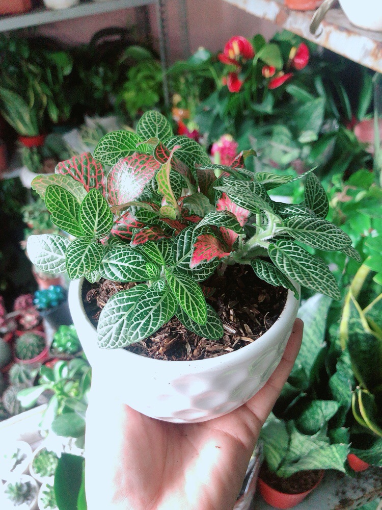 Chậu Cây Cẩm Nhung (lá may mắn)