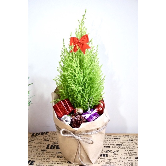 Tùng Thơm (Tùng Chanh) JUN GARDEN Trang Trí Noel Giáng Sinh Đẹp