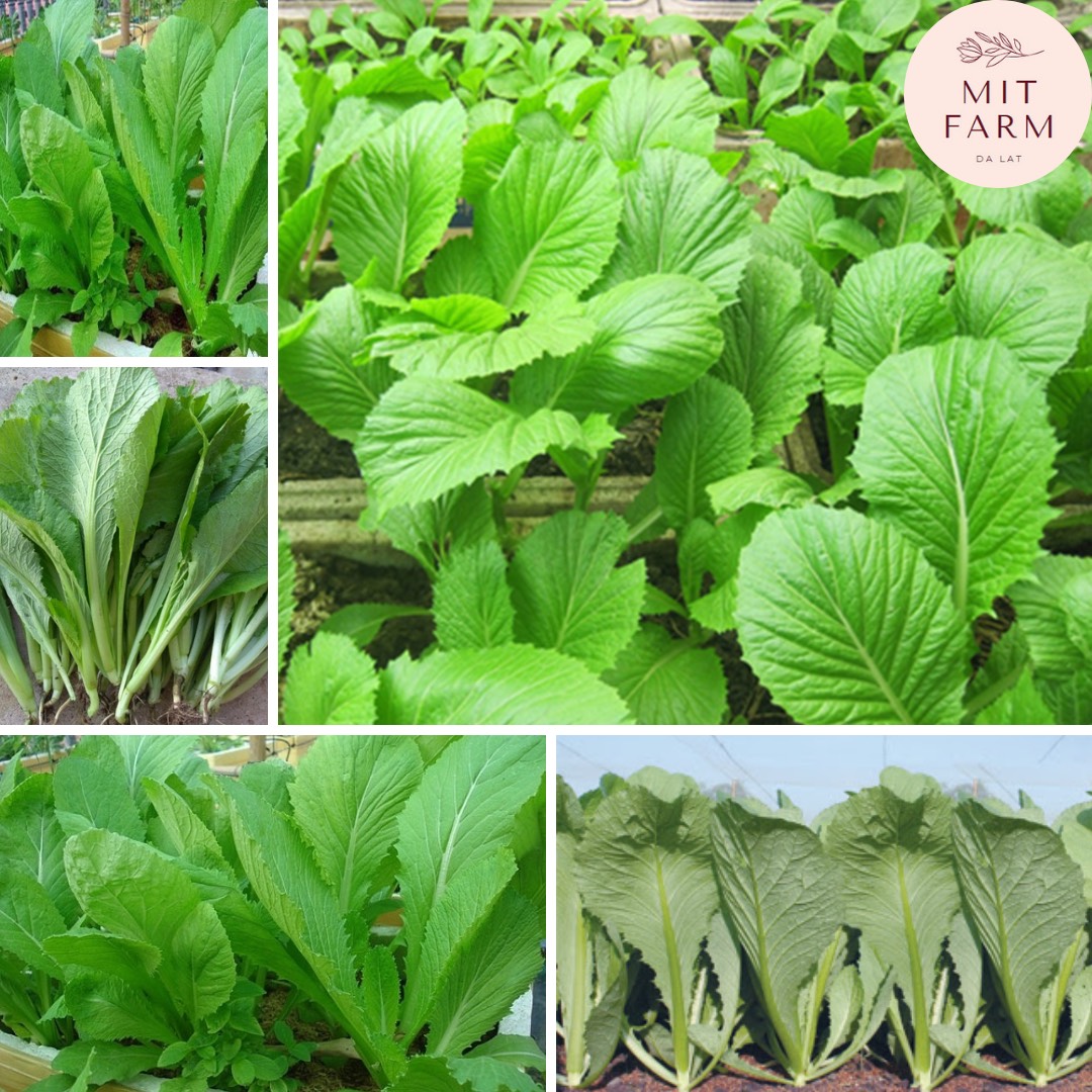 Hạt giống cải bẹ xanh mỡ