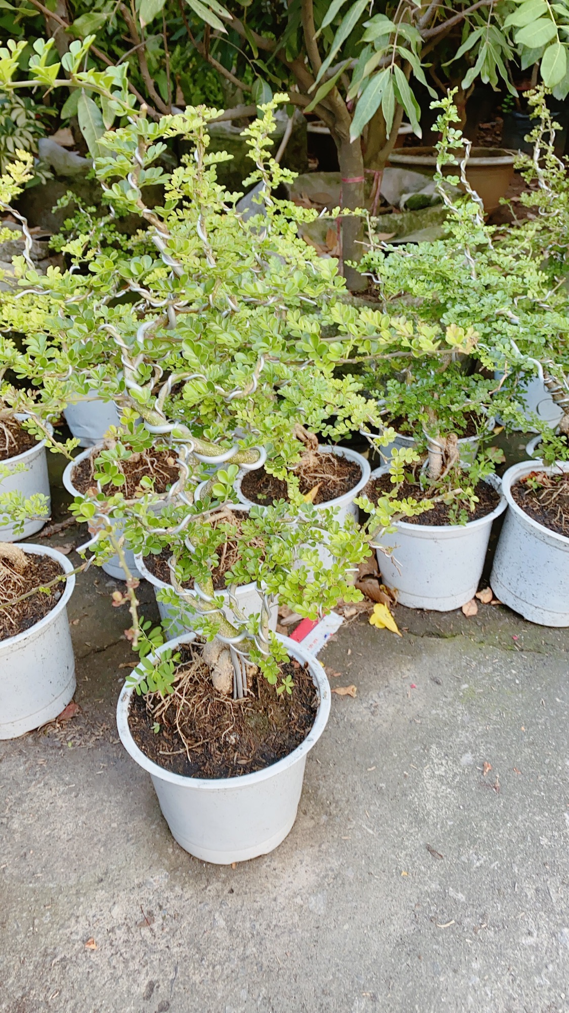 Cần Thăng Bonsai Lớn