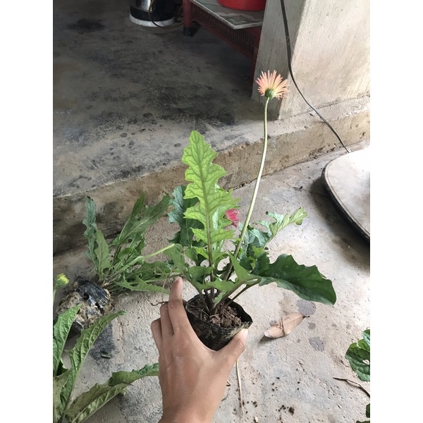 Hoa đồng tiền cổ cánh đơn + tặng 4 cây chè xanh