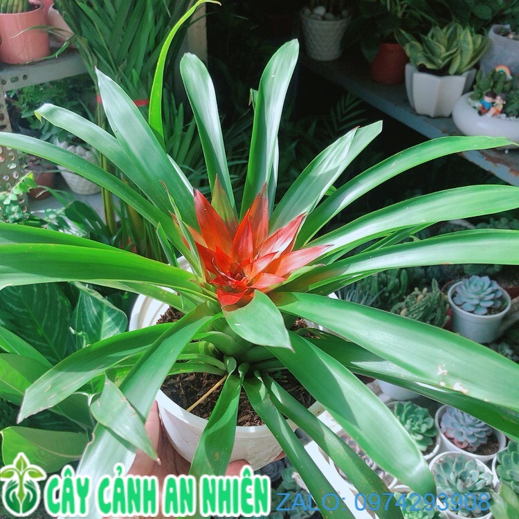 Cây phong lộc hoa