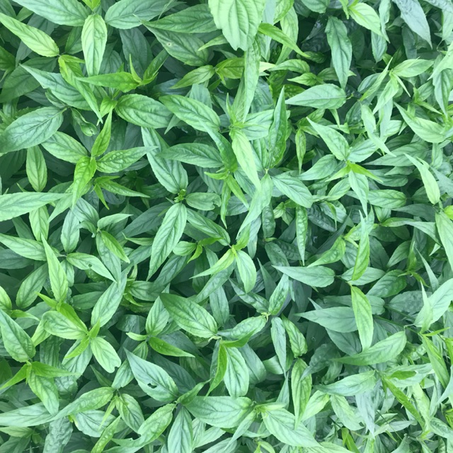 Combo 20 Cây Xương Khỉ - Mảnh Cộng - Bìm Bịp