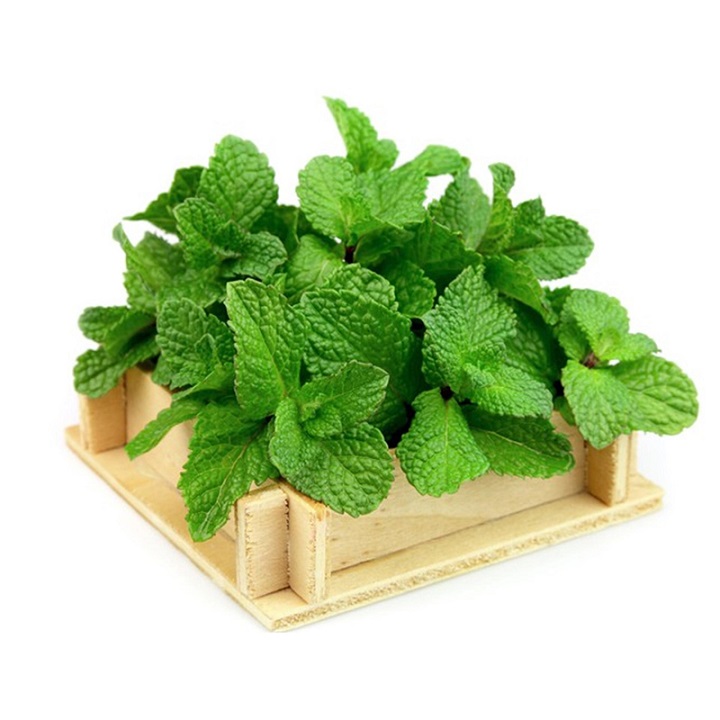 Hạt giống rau Húng Bạc Hà Ta (Húng Lủi)