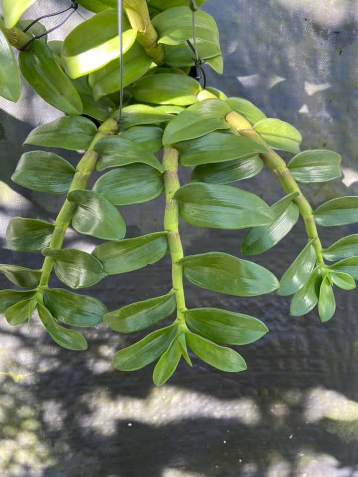 Hoa phong lan giả hạc tím bắc cạn(kì hoa dị thảo,cao 20cm)