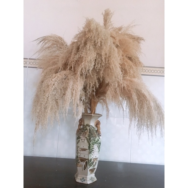 cỏ lau nhập khẩu