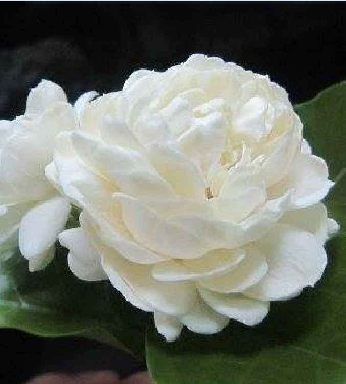 "Gói 10 Hạt " Hạt giống hoa nhài trắng ( hoa lài )