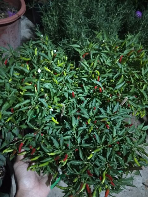 Cây Ớt xanh ( hiểm) đang trái