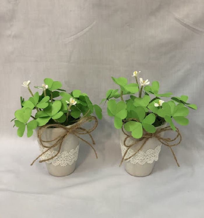 Hạt giống cây cỏ ba lá - cỏ 3 lá  - 50 hạt/gói