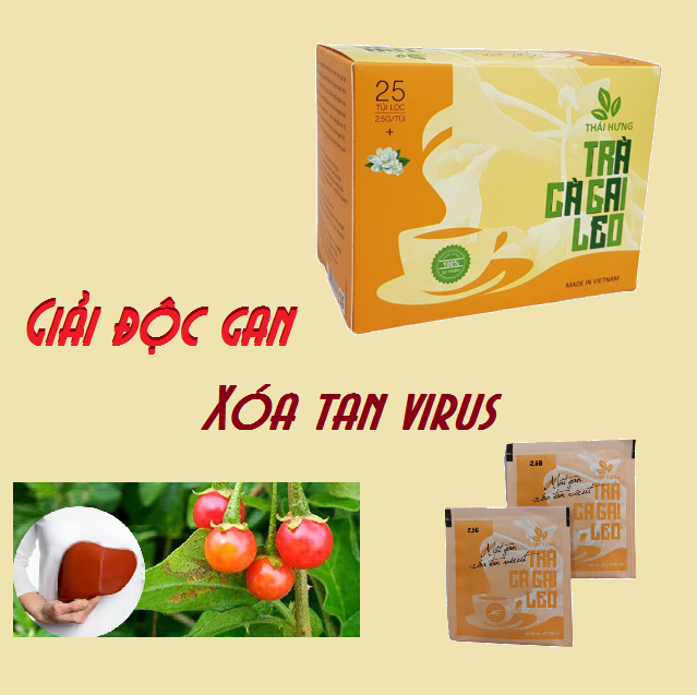Trà Cà gai leo Thái Hưng (Hộp 25 túi lọc x 2,5g) Mát gan, thải độc gan