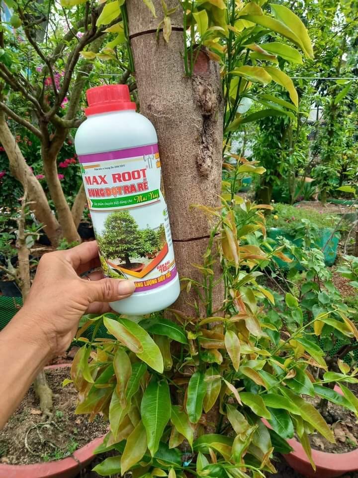 Phân bón Maxroot Bung Đọt Ra Rễ Mai Vàng