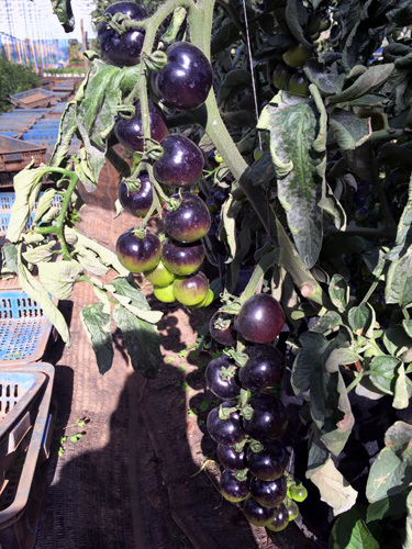 American Black Tomato Seeds 10 Seeds/Pack (Free Stimulation Package to Support Seed Germination)