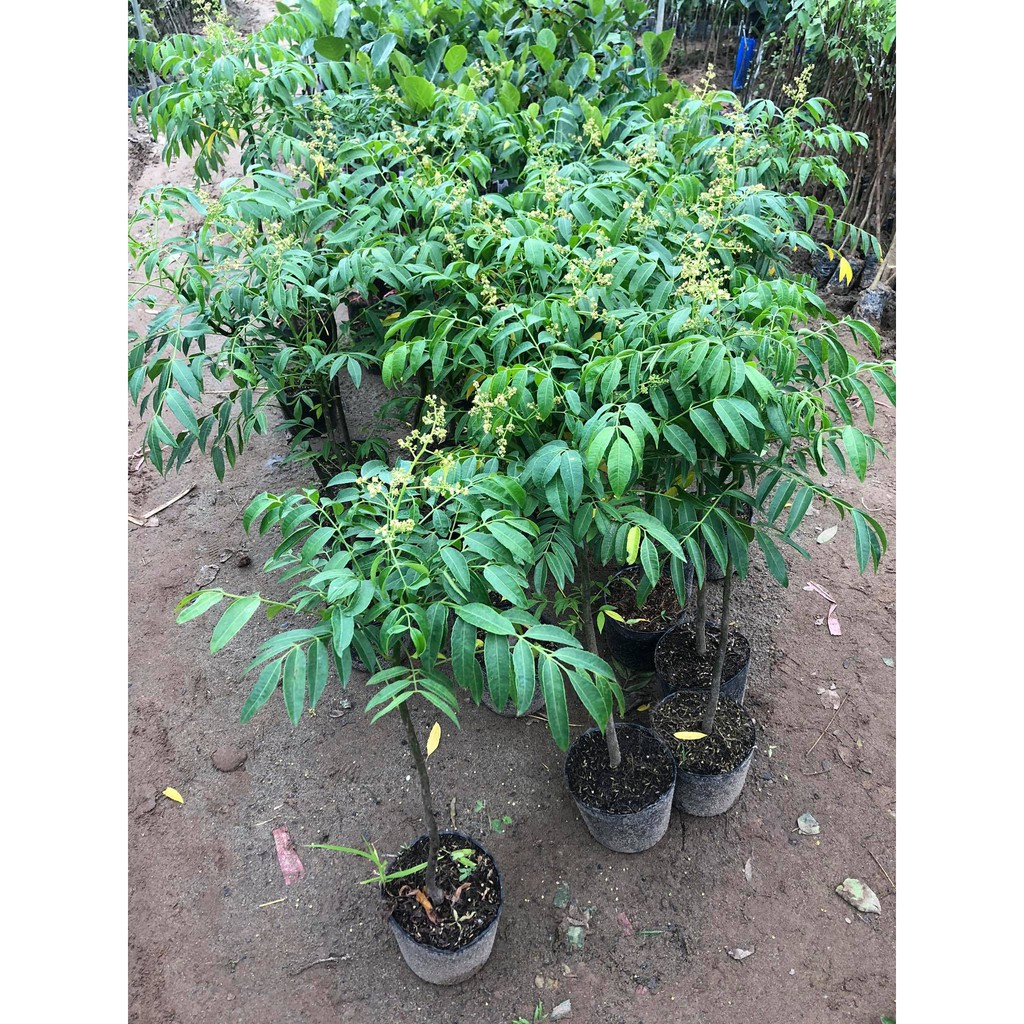 Cây cóc thái đã có hoa (ảnh thât)