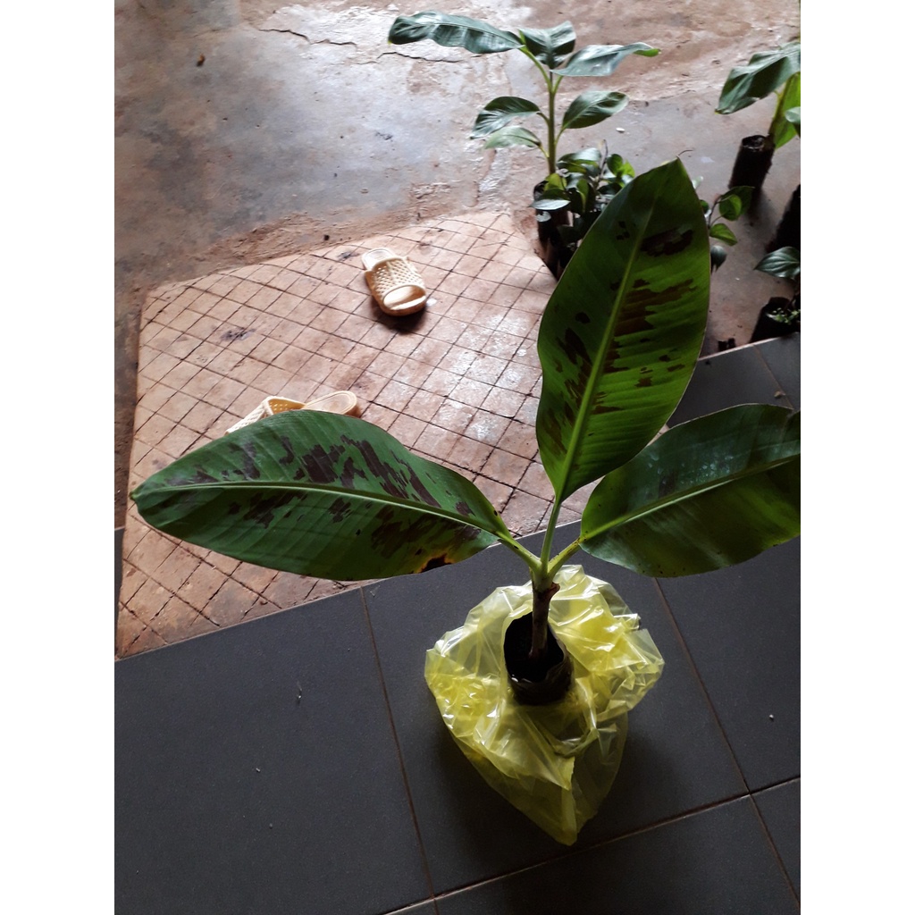 CÂY GIỐNG CHUỐI LABA [ giống cấy mô cho quả sớm ].