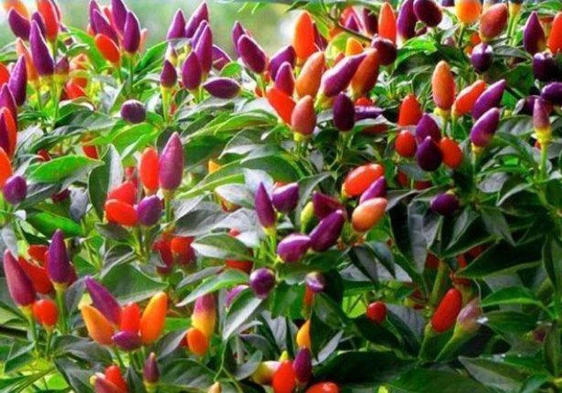 [HCM]Hạt giống Ớt chỉ thiên 7 màu - tặng thêm gói hạt ngẫu nhiên