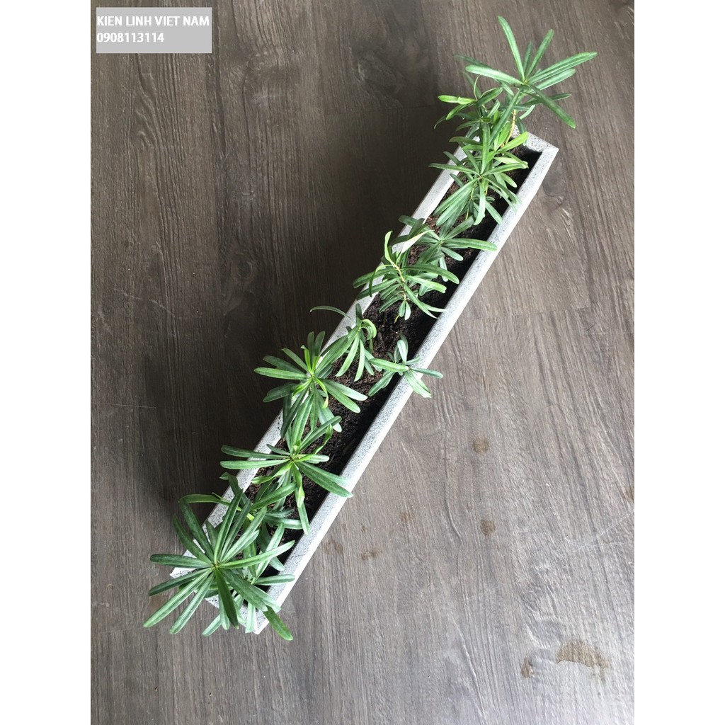 Chậu trồng cây treo tường KT D60x10x10cm hình chữ nhật bằng đá ong xám đẹp chậu treo ban công trồng cây đẹp