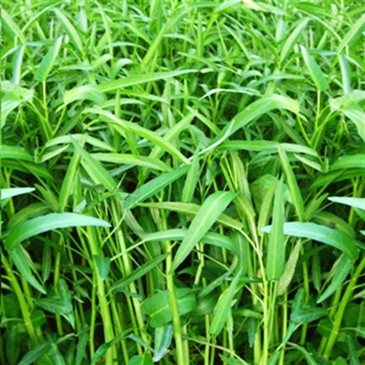Hạt giống rau muống lá tre