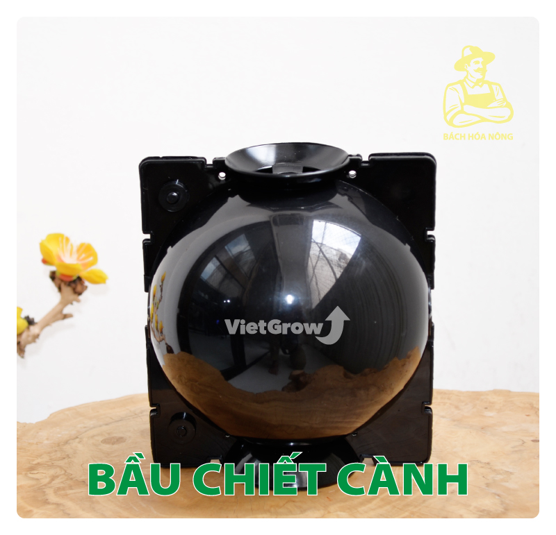 [HCM]Combo 8 Bầu chiết cành Croco - Size L (12cm), Màu Đen