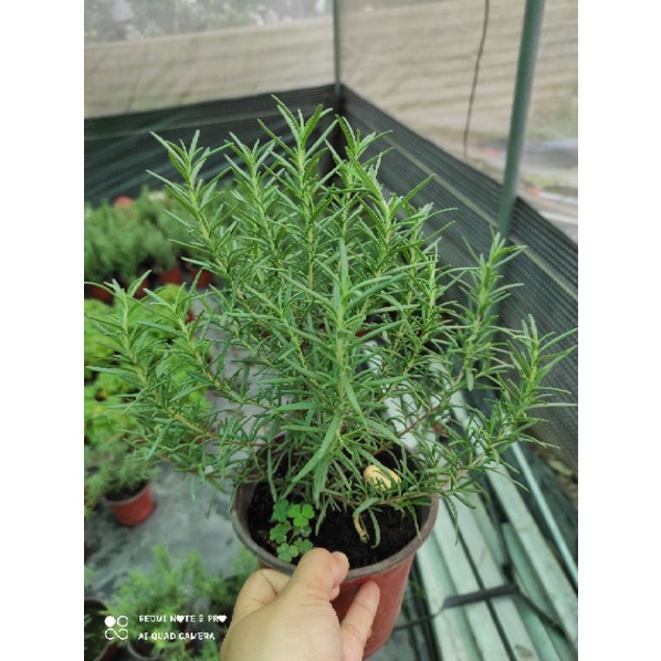 0965008983 cây hương thảo