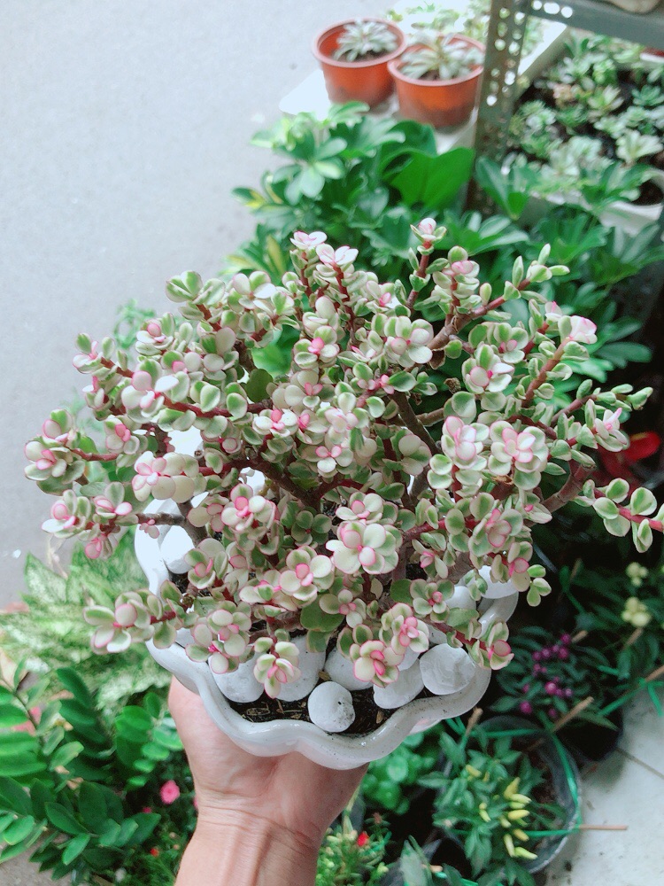 [HCM]Chậu Cây Cành Vàng Lá Ngọc