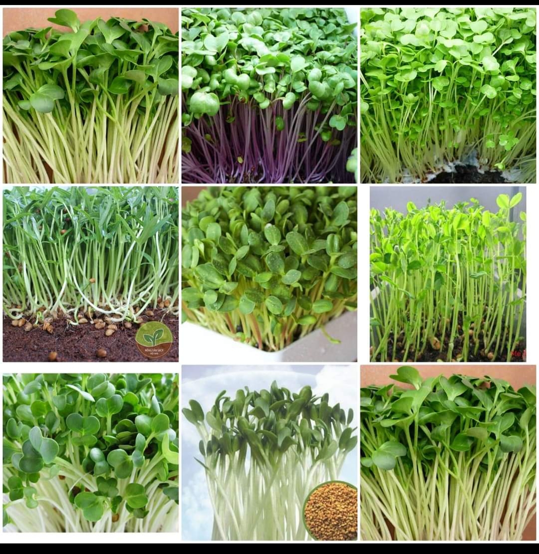 Hạt giống rau mầm các loại