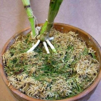 100gr Rêu rừng đã qua xử lý gói
