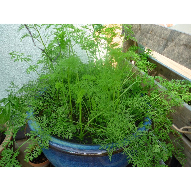 Hạt giống củ cà rốt trồng chậu hat giong ca rot