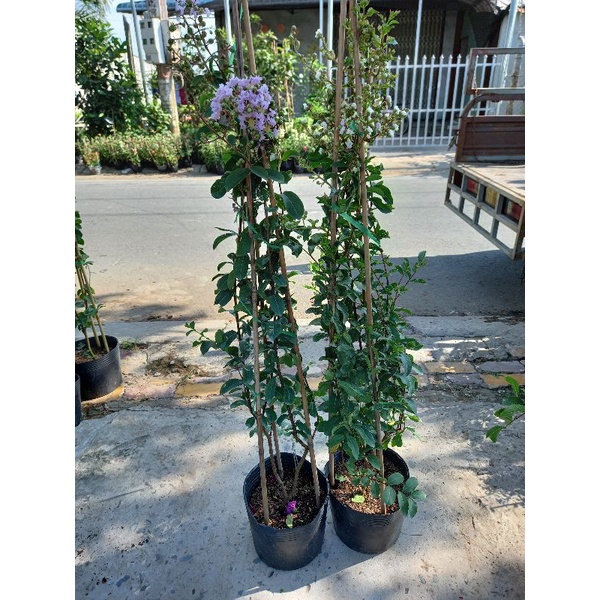 cây tường vy tím siêu hoa