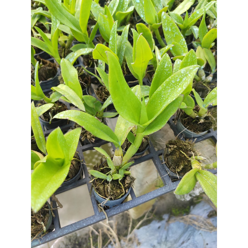 Cây giống lan Dendro Big red lai ( Mã TDD)