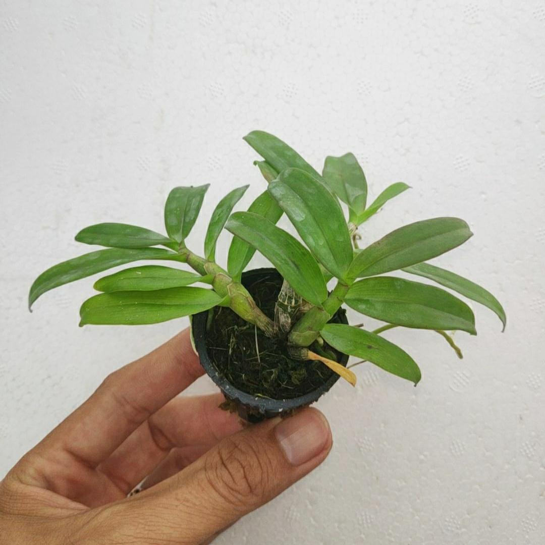 Lan giả hạc Đaclay Cây năm 2 đẹp
