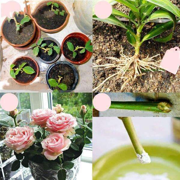 bột rooting powder usa 35g hỗ trợ ra rễ cho giâm cành chiết cành cây trồng