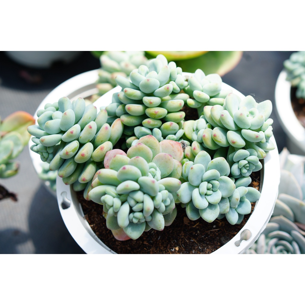 SEN ĐÁ THIÊN THANH CHẬU LỚN 15cm -HƯ 1 ĐỔI 1