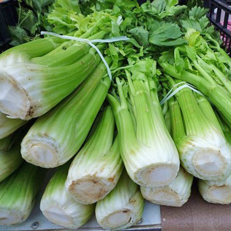 Hạt giống Cần Tây bẹ to
