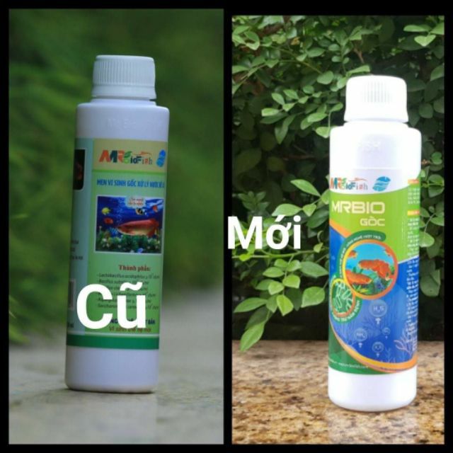 Men vi sinh Mrbio gốc xử lý nước hồ cá bể cá
