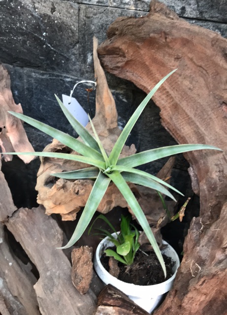 Cây Không Khí Tillandsia Flexuosa