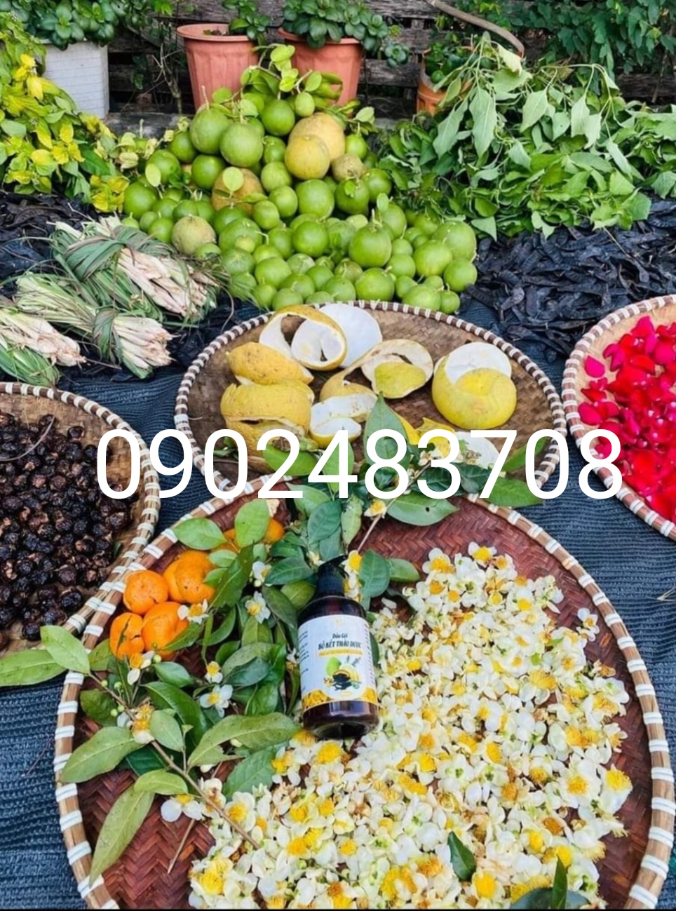Dầu gội thảo mộc, dưỡng sinh ( loại bỏ gàu, nấm ngứa, giảm gãy rụng tóc)