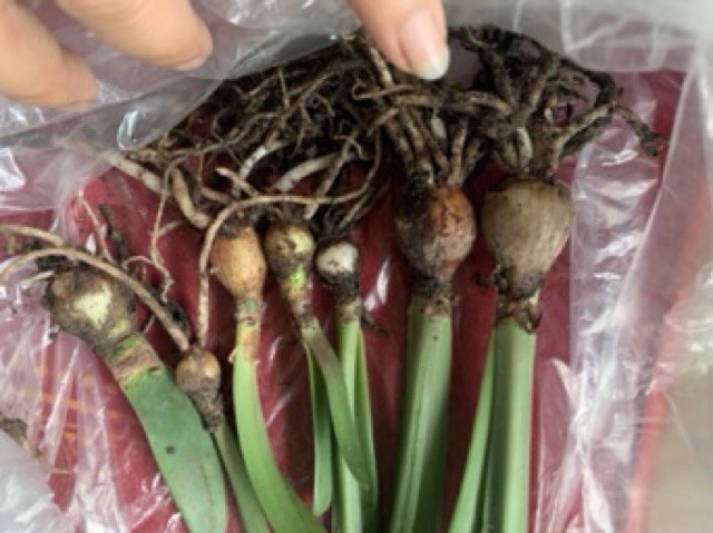 Củ Huệ Kép Giống (Double Dream, Alfresco)