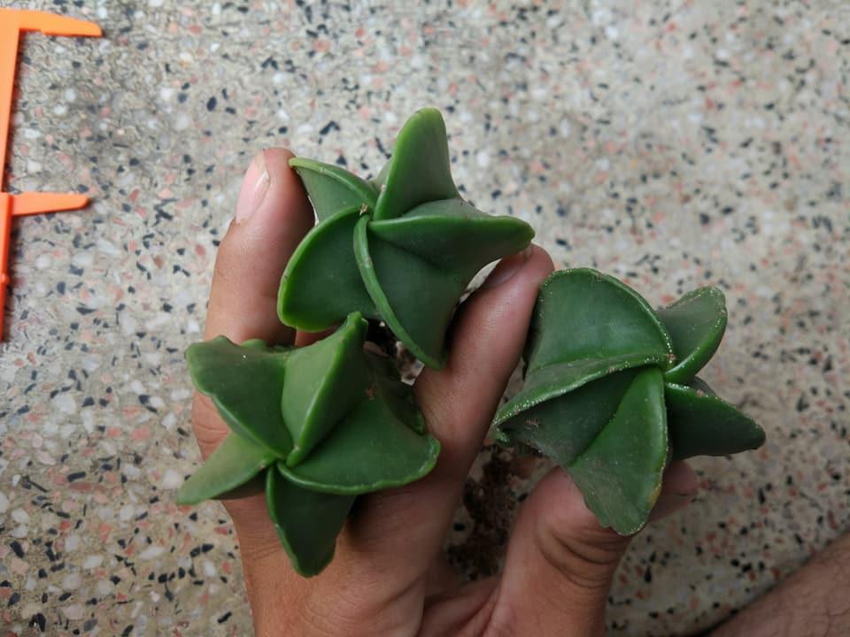 Hạt Giống Xương Rồng Astro ( 20 hạt gói )