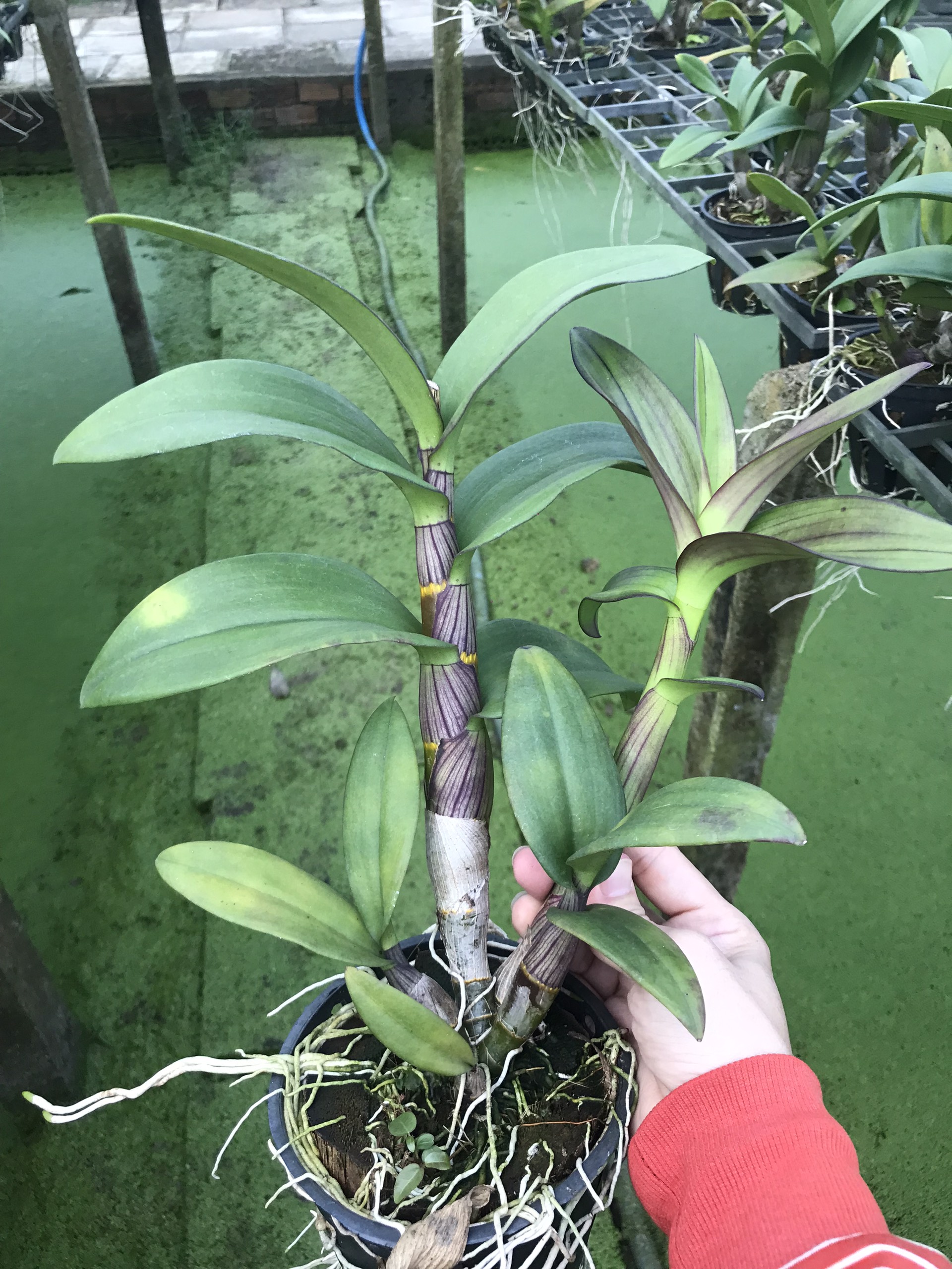Hoa  lan  Pomadua  đỏ