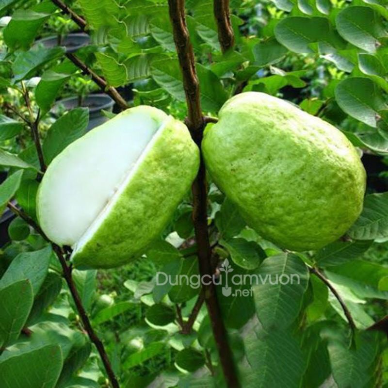 Cây ổi không hạt gốc to