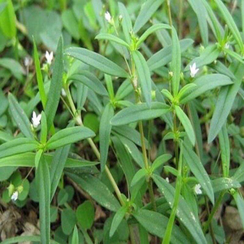 1 kg Bạch hoa xà thiệt thảo (hỗ trợ chống ung thư,u bướu)