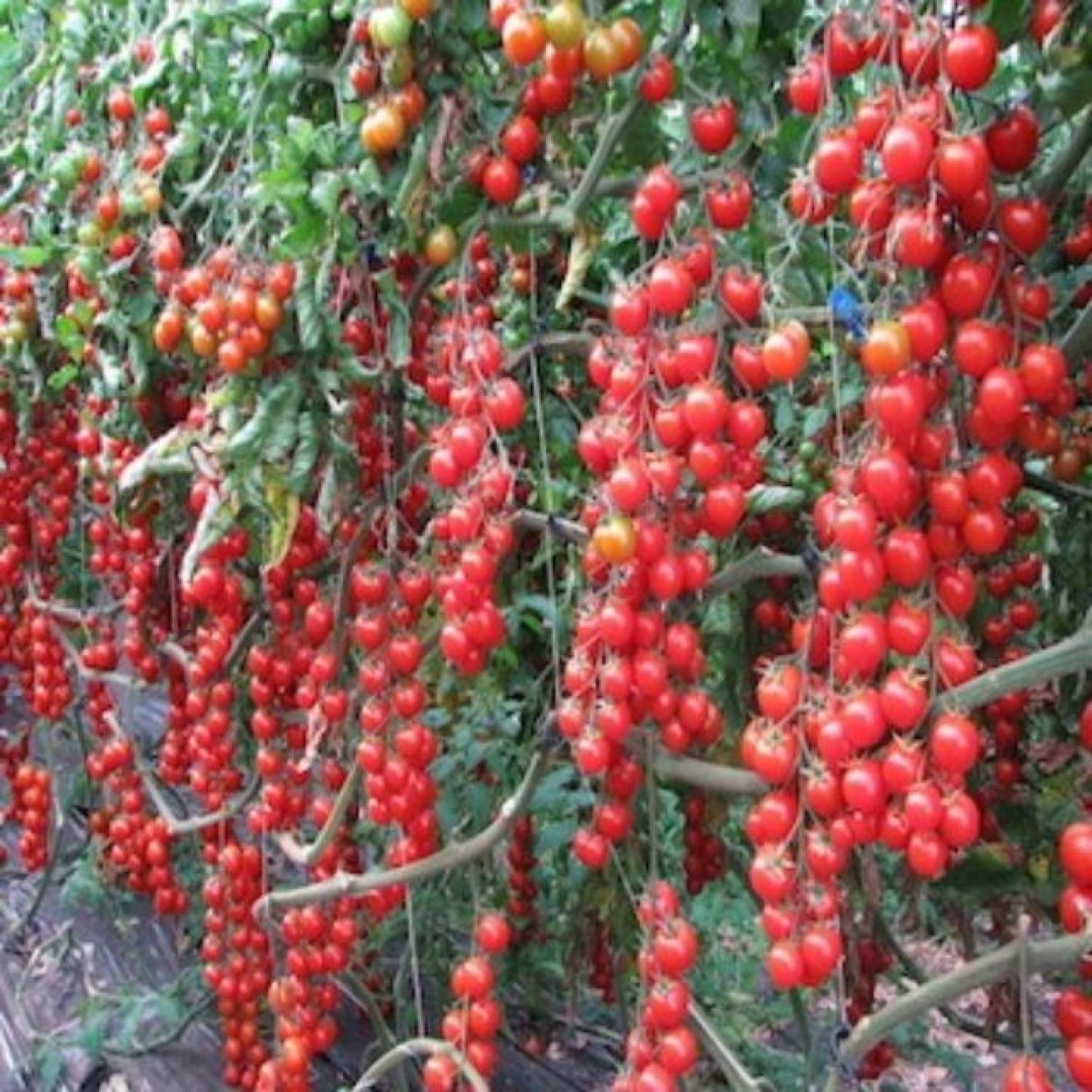 MA127 GÓI Hạt giống cà chua bi siêu quả ( 20 hạt)