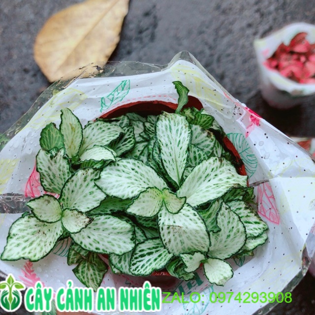 Cẩm Nhung xanh trắng