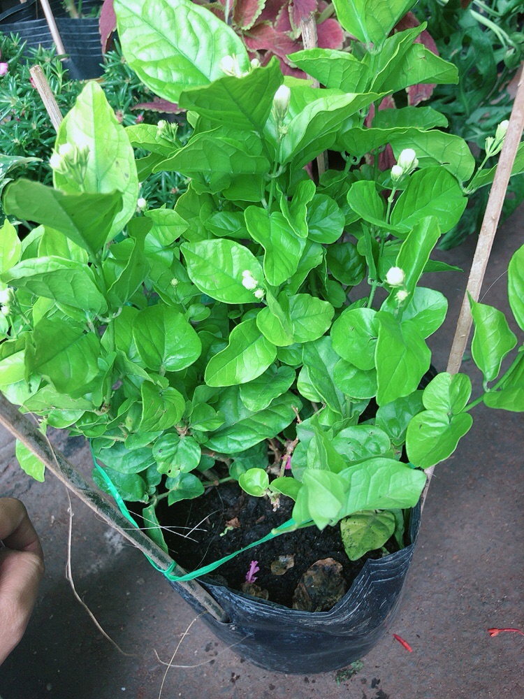 Bụi Hoa Nhài